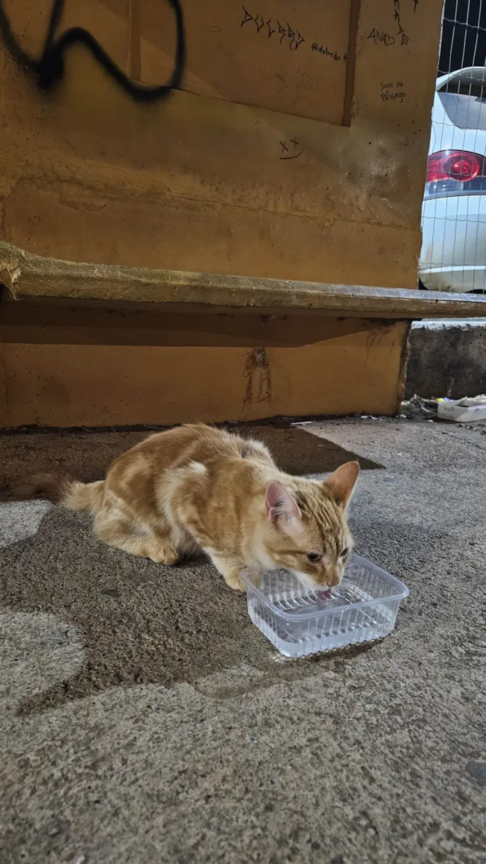 Gato ra a SRD-ViraLata idade 2 a 6 meses nome Doação de gato Itapoa parque 