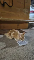 Doação de gato Itapoa parque