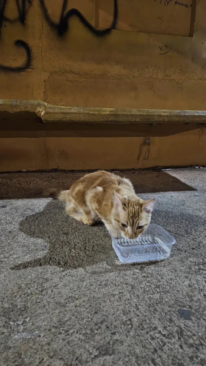 Gato ra a SRD-ViraLata idade 2 a 6 meses nome Doação de gato Itapoa parque 