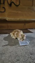 Doação de gato Itapoa parque