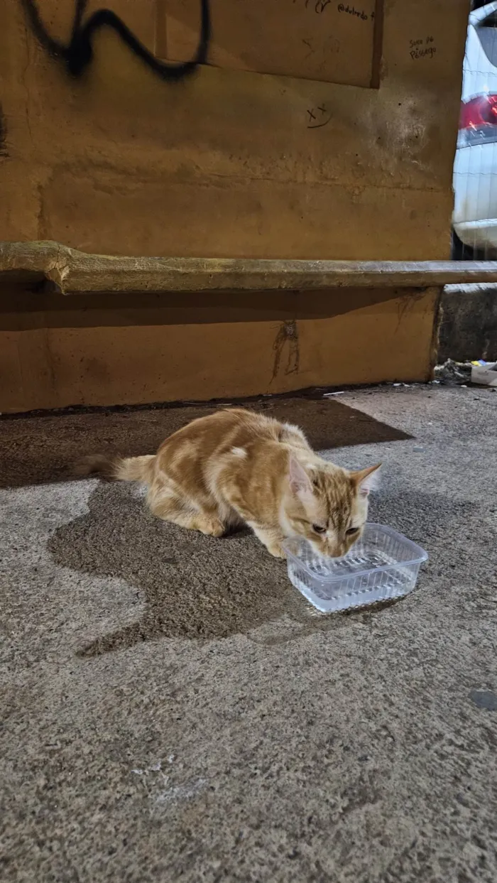 Gato ra a SRD-ViraLata idade 2 a 6 meses nome Doação de gato Itapoa parque 