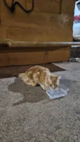 Doação de gato Itapoa parque