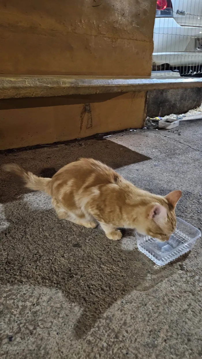 Gato ra a SRD-ViraLata idade 2 a 6 meses nome Doação de gato Itapoa parque 