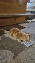 Doação de gato Itapoa parque