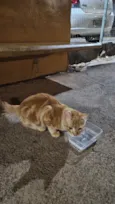 Doação de gato Itapoa parque
