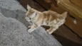 Doação de gato Itapoa parque