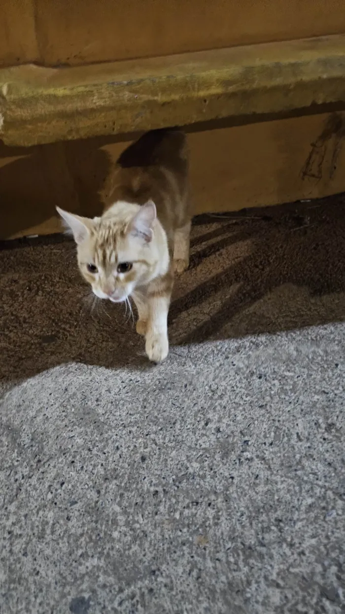 Gato ra a SRD-ViraLata idade 2 a 6 meses nome Doação de gato Itapoa parque 