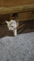 Doação de gato Itapoa parque