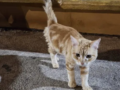 Gato raça SRD-ViraLata idade 2 a 6 meses nome Doação de gato Itapoa parque 