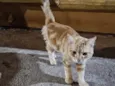 Doação de gato Itapoa parque