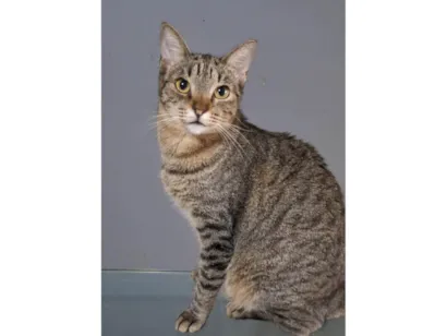 Gato raça SRD-ViraLata idade 2 anos nome Laurinha