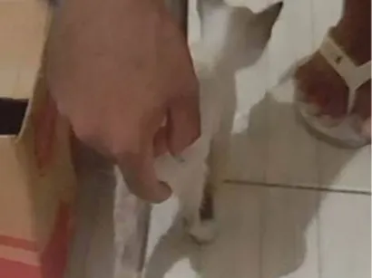 Gato raça Siamês idade Abaixo de 2 meses nome Florzinha 