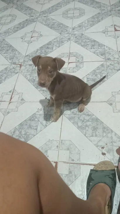 Cachorro raça SRD-ViraLata idade 2 a 6 meses nome Filhote para adoção 