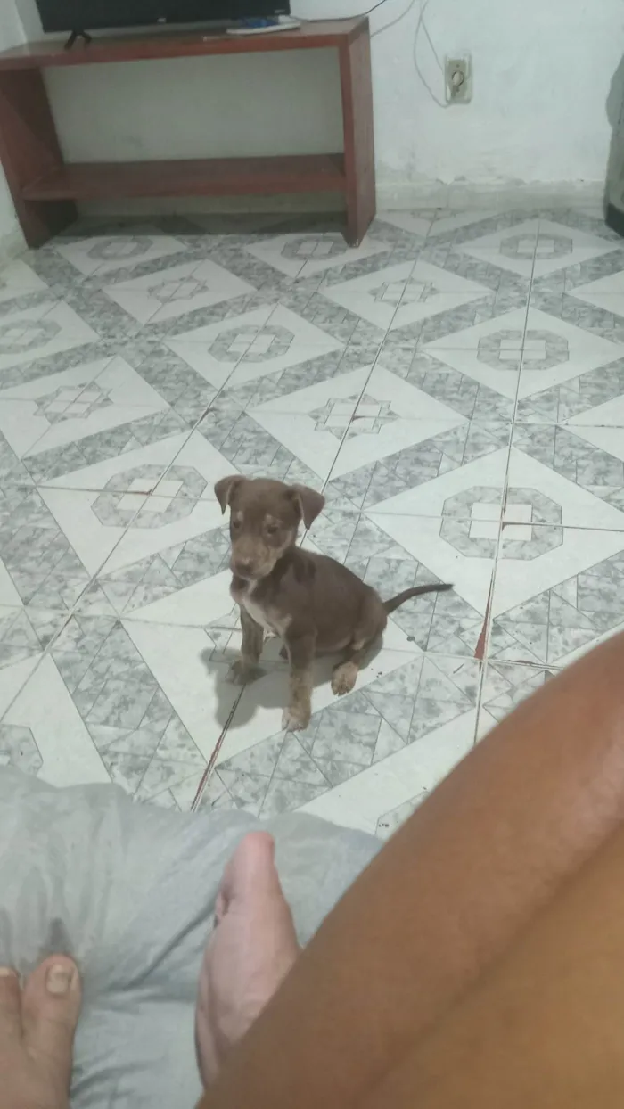 Cachorro ra a SRD-ViraLata idade 2 a 6 meses nome Filhote para adoção 