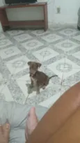 Filhote para adoção