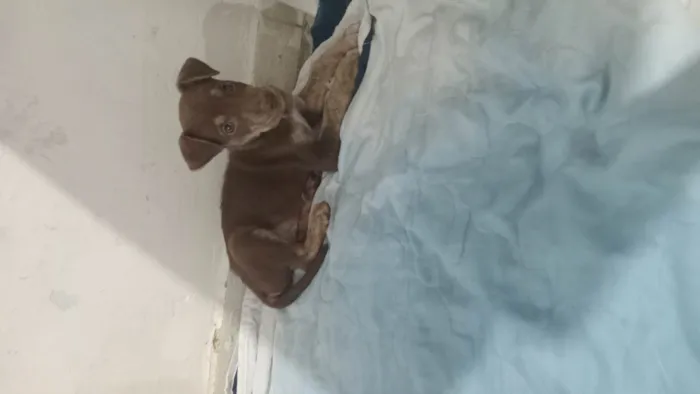 Cachorro ra a SRD-ViraLata idade 2 a 6 meses nome Filhote para adoção 
