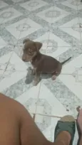 Filhote para adoção