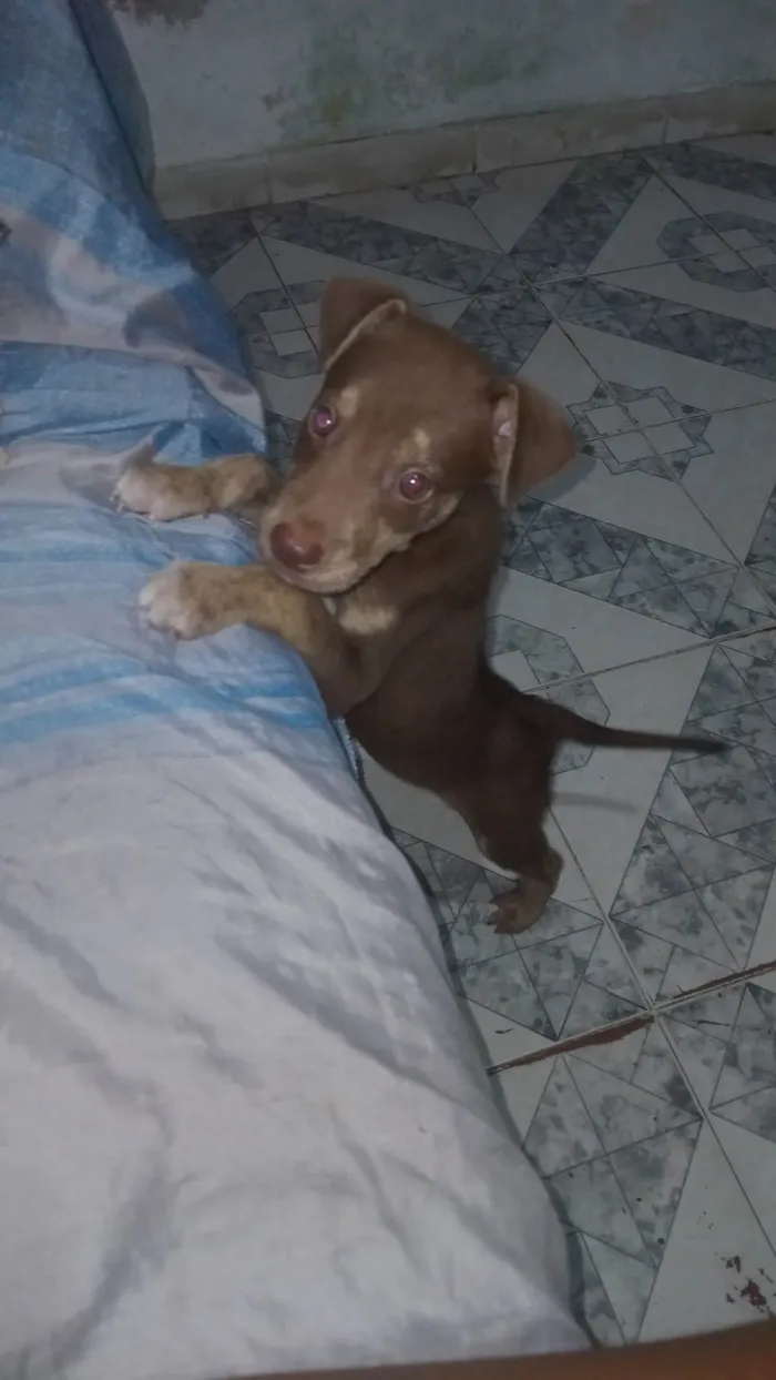 Cachorro ra a SRD-ViraLata idade 2 a 6 meses nome Filhote para adoção 