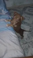 Filhote para adoção