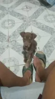 Filhote para adoção