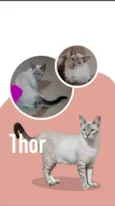 THOR e NINA