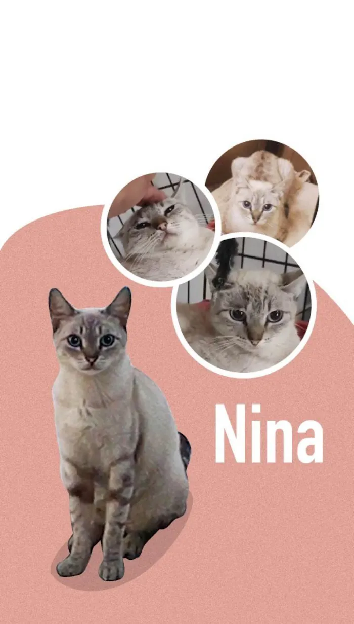 Gato ra a SRD-ViraLata idade 1 ano nome THOR e NINA