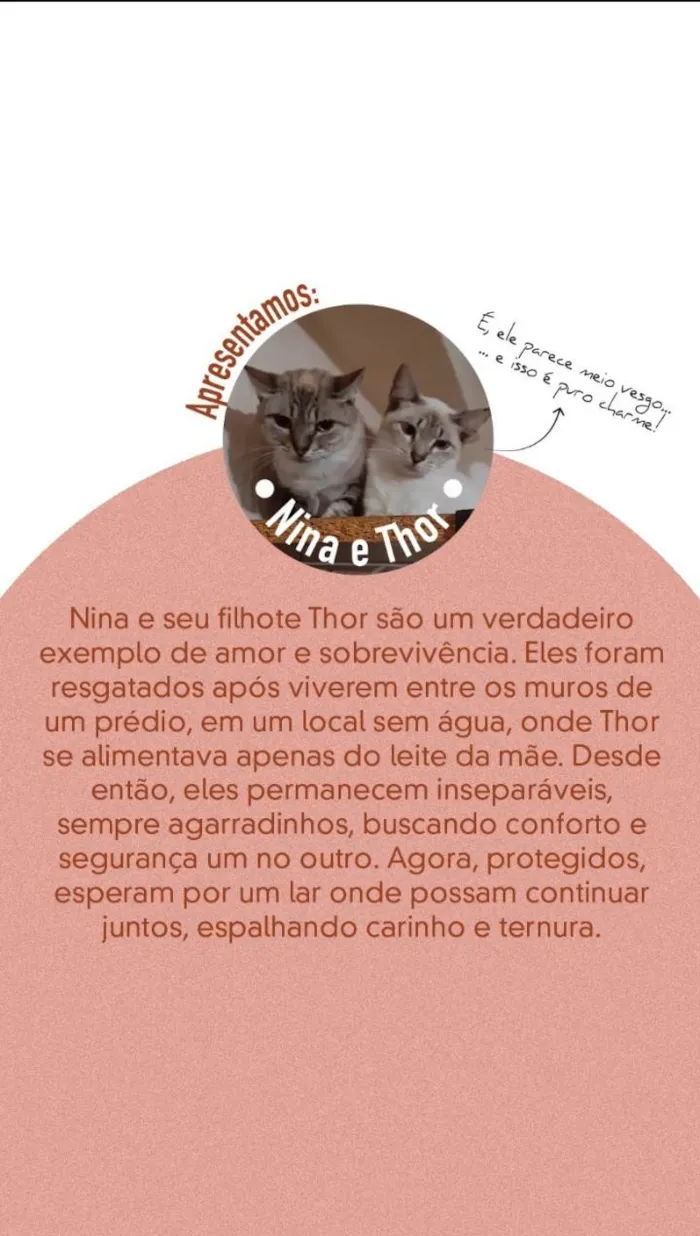 Gato ra a SRD-ViraLata idade 1 ano nome THOR e NINA