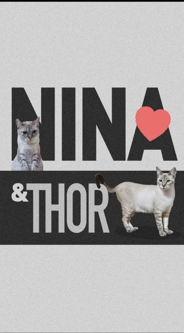 Gato ra a SRD-ViraLata idade 1 ano nome THOR e NINA