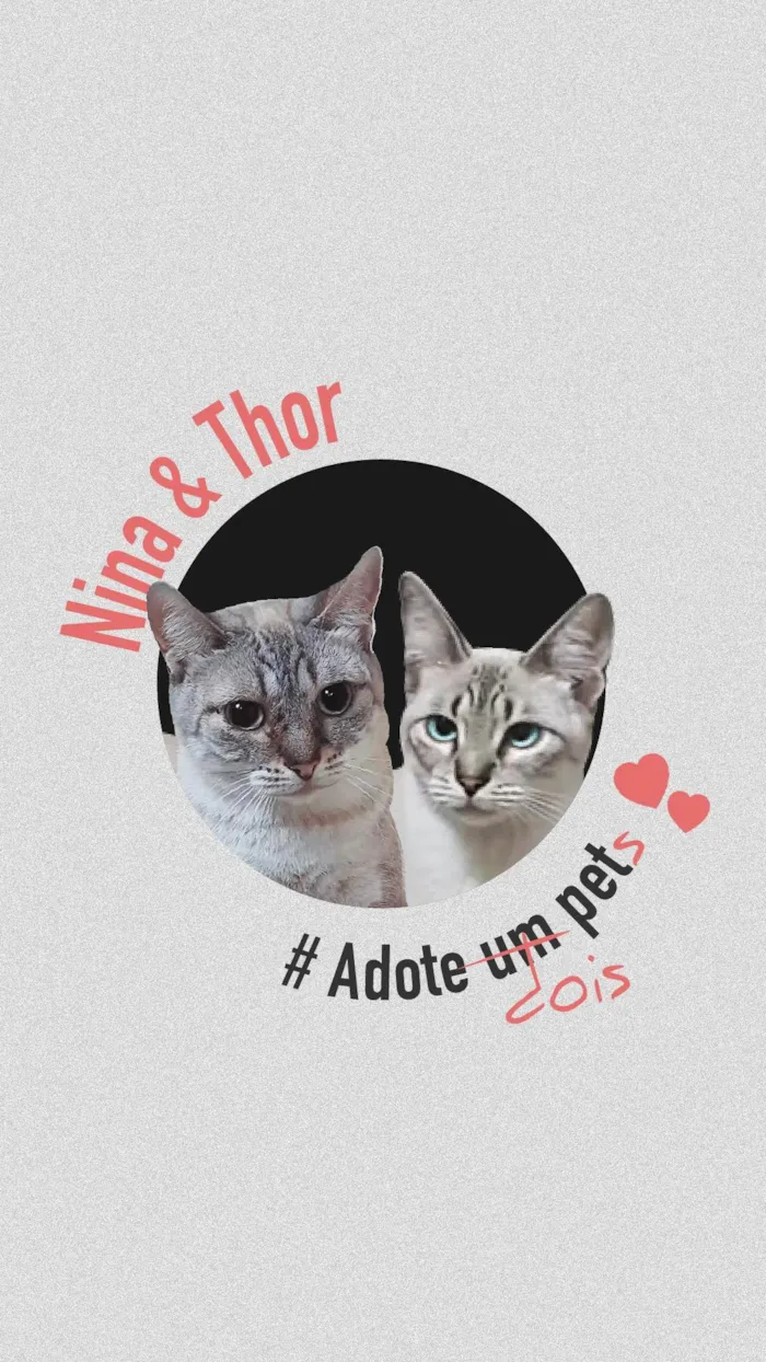 Gato ra a SRD-ViraLata idade 1 ano nome THOR e NINA