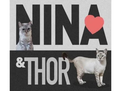 Gato raça SRD-ViraLata idade 1 ano nome THOR 