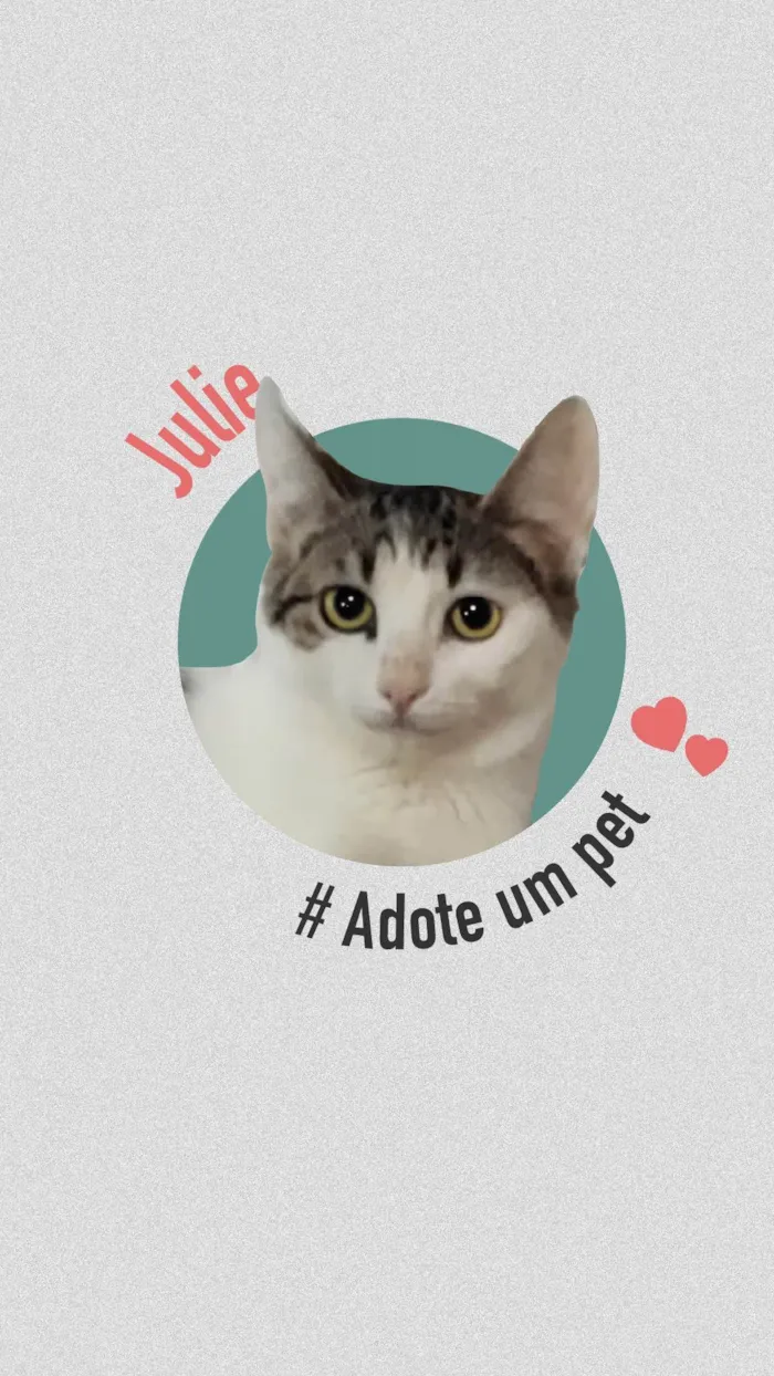 Gato ra a SRD-ViraLata idade 1 ano nome NINA