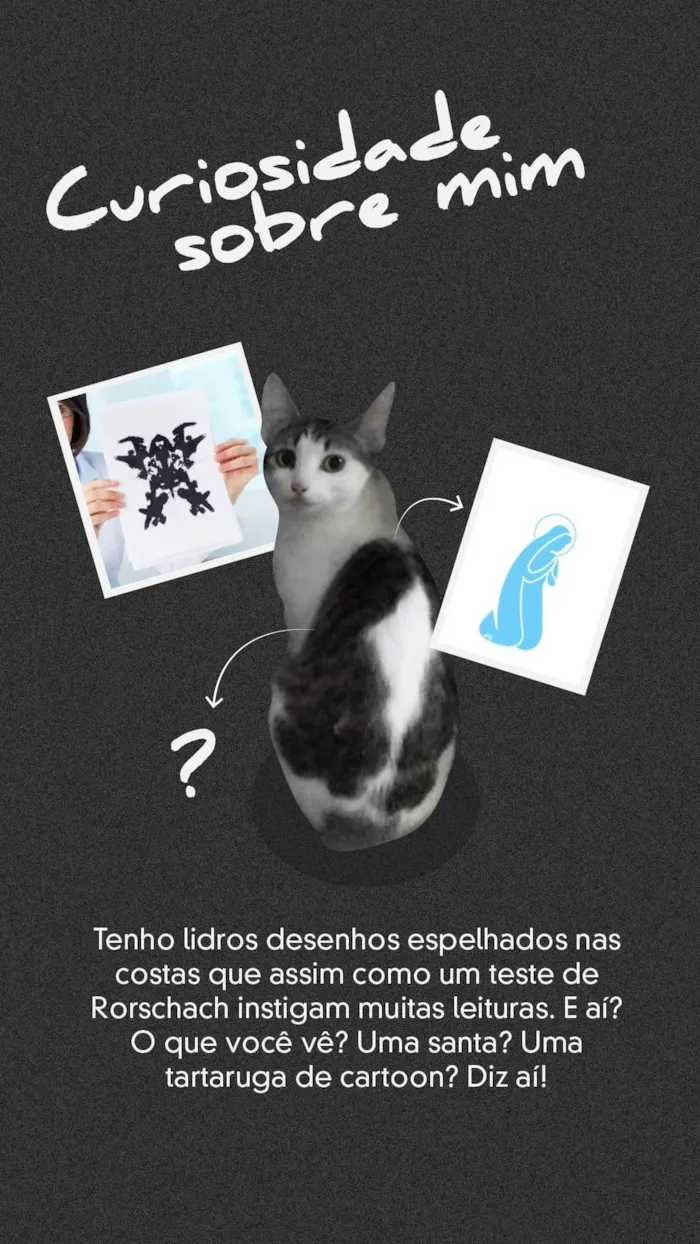 Gato ra a SRD-ViraLata idade 1 ano nome NINA