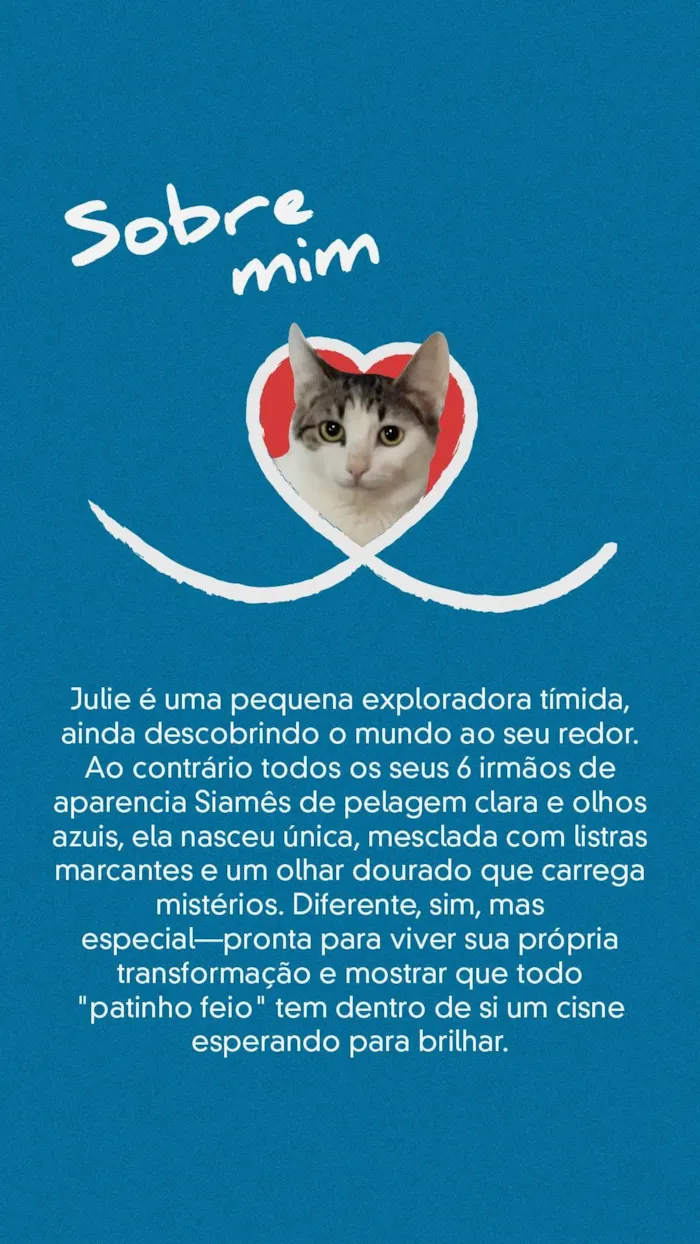 Gato ra a SRD-ViraLata idade 1 ano nome NINA