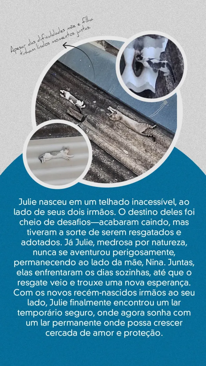 Gato ra a SRD-ViraLata idade 1 ano nome NINA