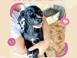 Cachorro raça SRD-ViraLata idade 2 a 6 meses nome Vencedores 