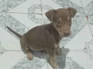 Cachorro raça SRD-ViraLata idade 2 a 6 meses nome Filhote para adoção 