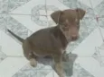 Filhote para adoção