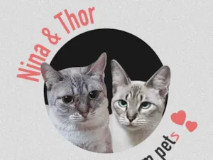 Gato raça SRD-ViraLata idade 1 ano nome THOR e NINA