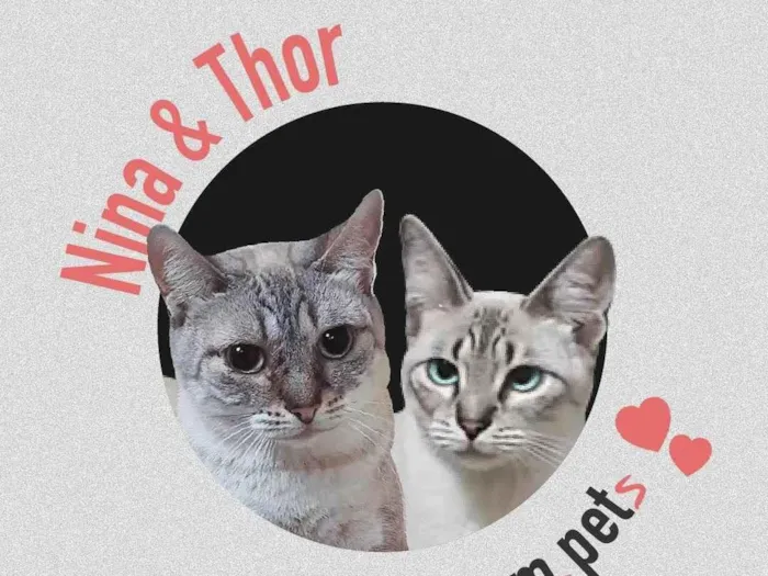 Gato ra a SRD-ViraLata idade 1 ano nome THOR e NINA