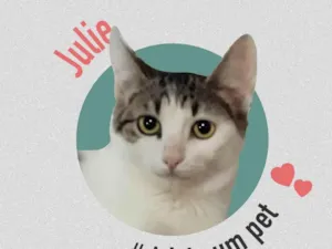 Gato raça SRD-ViraLata idade 1 ano nome NINA