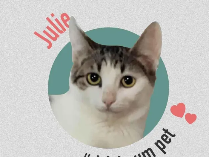 Gato ra a SRD-ViraLata idade 1 ano nome NINA