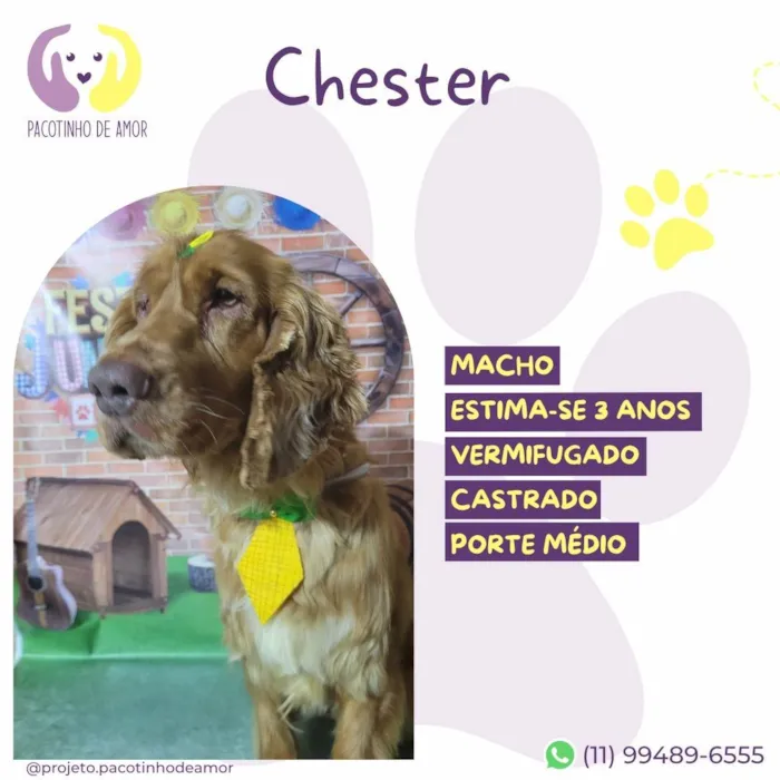 Cachorro ra a SRD-ViraLata idade 3 anos nome Chester