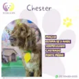 Chester