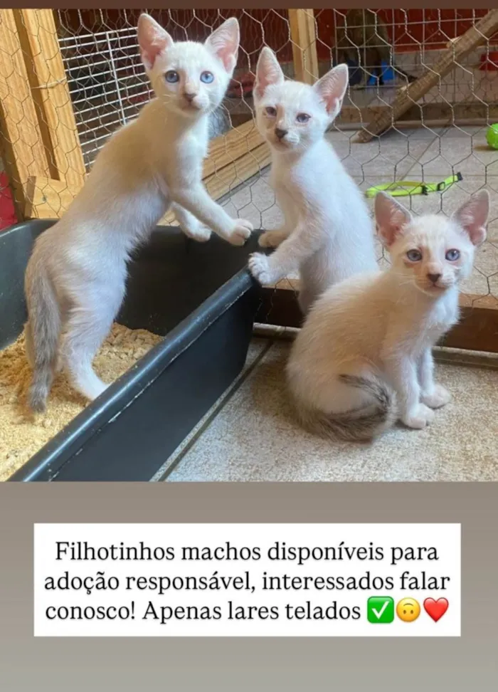 Gato ra a SRD-ViraLata idade 2 a 6 meses nome Gatinhos filhotes
