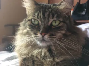 Gato raça SRD-ViraLata idade 6 ou mais anos nome Gordurosa