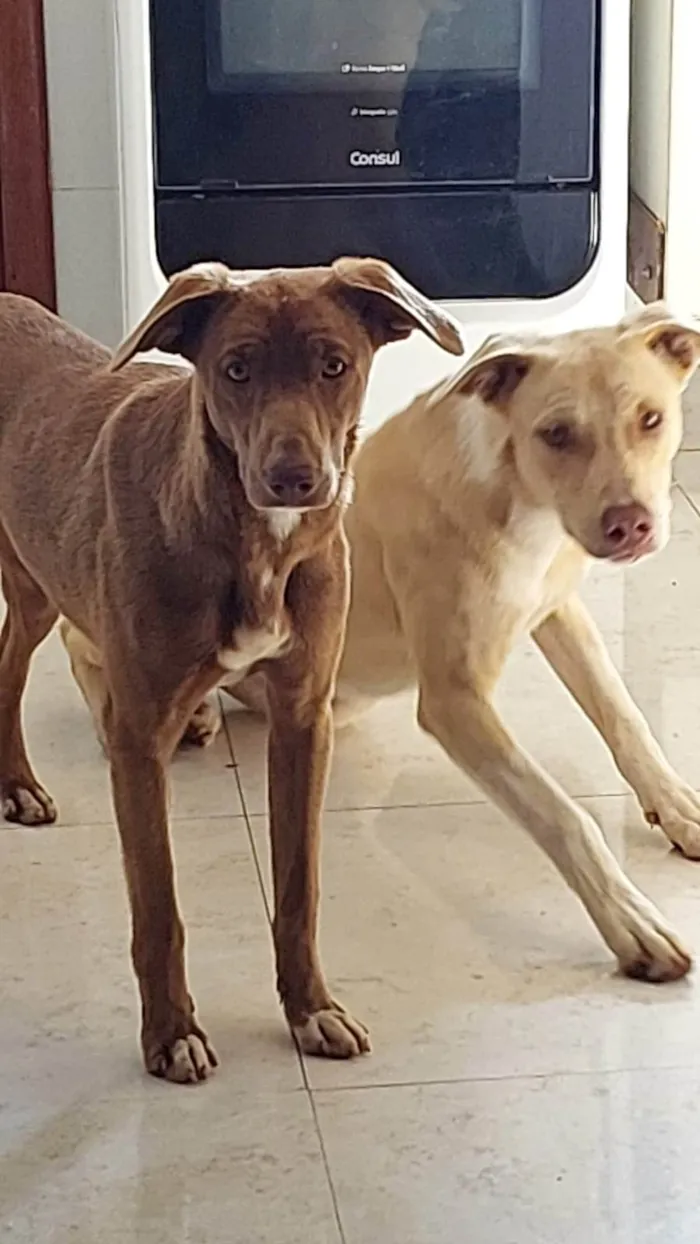Cachorro ra a SRD-ViraLata idade 2 a 6 meses nome Não sei