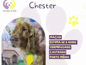 Cachorro raça SRD-ViraLata idade 3 anos nome Chester