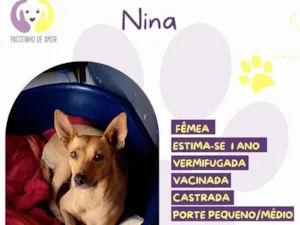Cachorro raça SRD-ViraLata idade 1 ano nome Nina