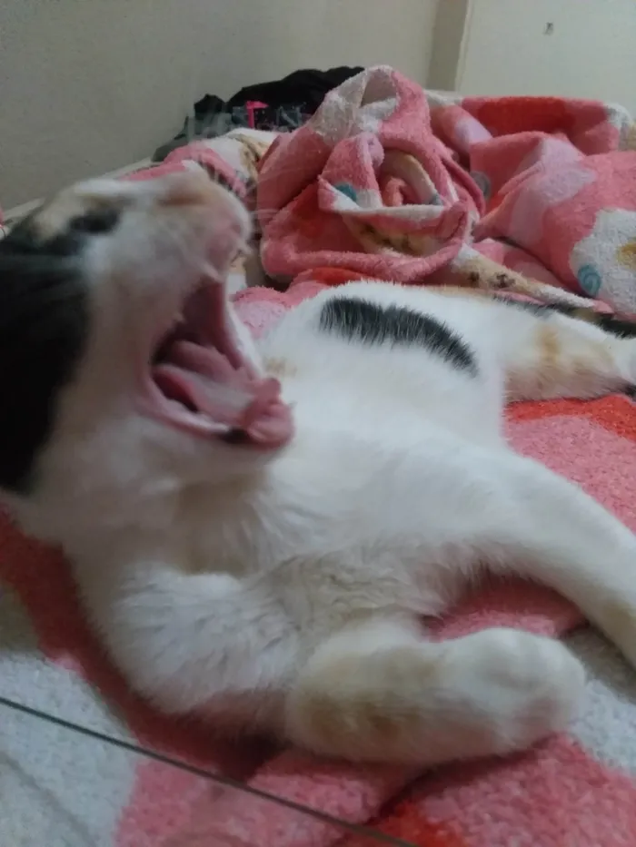 Gato ra a American Shorthair idade 2 a 6 meses nome Jia