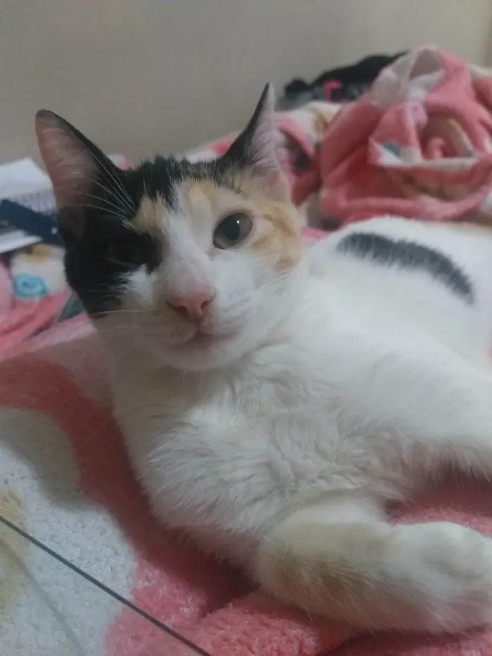 Gato ra a American Shorthair idade 2 a 6 meses nome Jia